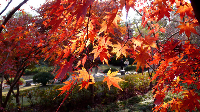 紅葉