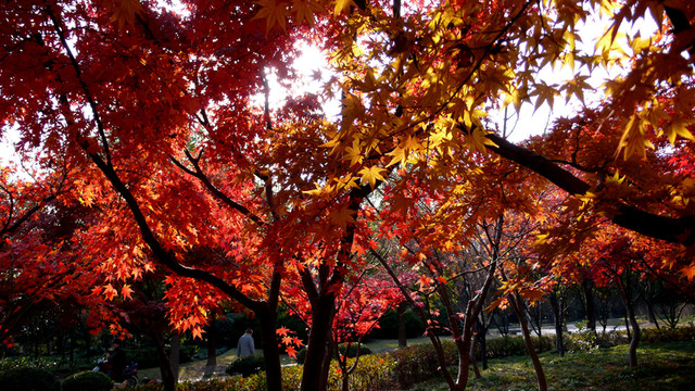 紅楓