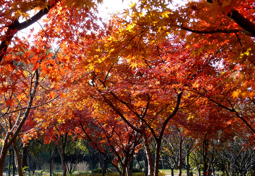 紅楓