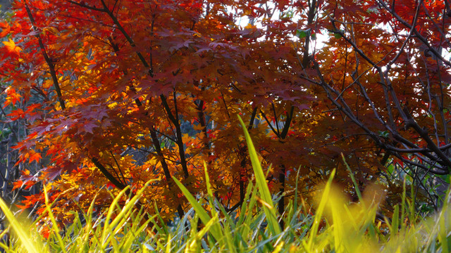 紅葉
