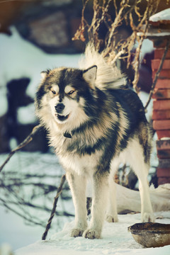 西伯利亞雪橇犬