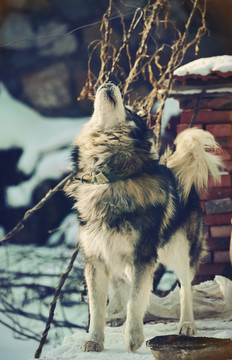 西伯利亞雪橇犬