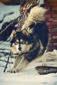 西伯利亞雪橇犬
