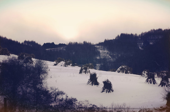 松嶺雪村雪松