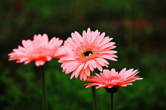 非洲菊