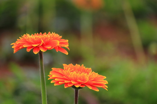 非洲菊