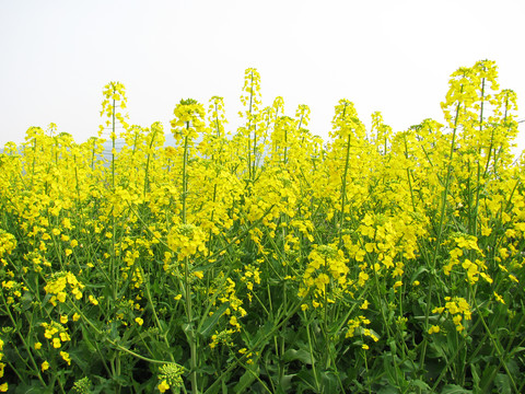 油菜花
