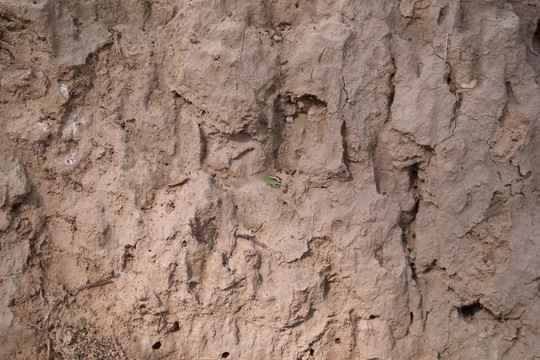 黃土