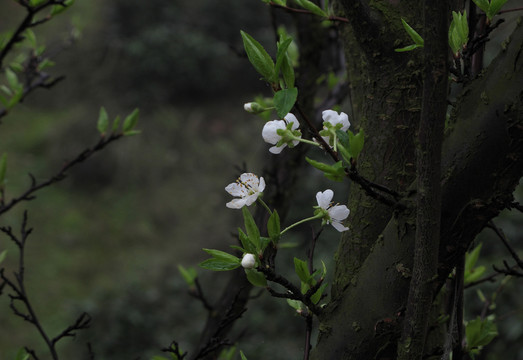 清明時節(jié)早晨的梨花