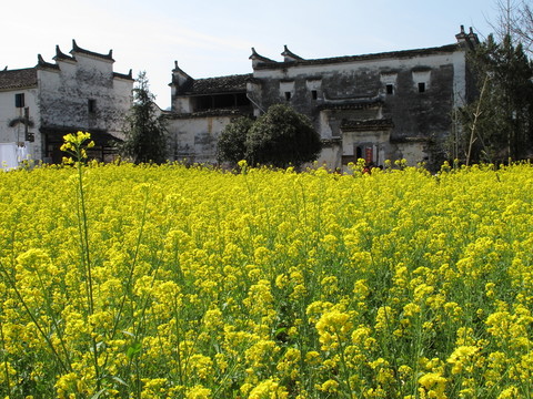 婺源 思溪村 油菜花與老宅