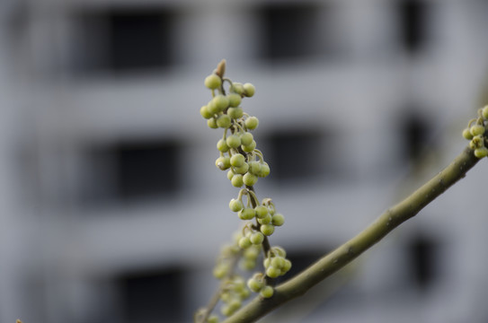 山胡椒