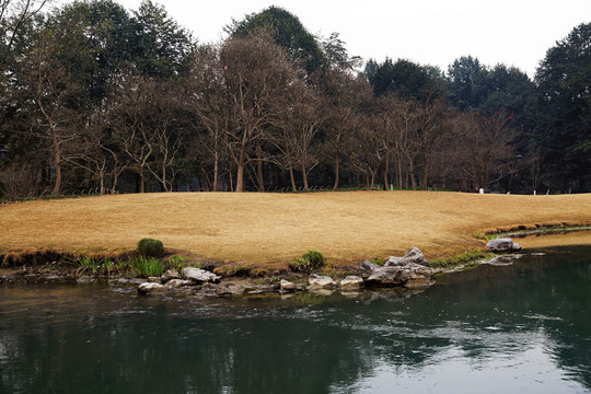水邊金黃色草坪