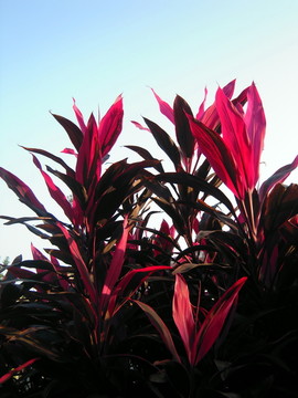 紅葉朱蕉
