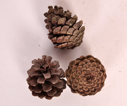 松果 松花 干果 干花 松子