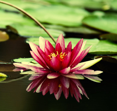 蓮花 睡蓮