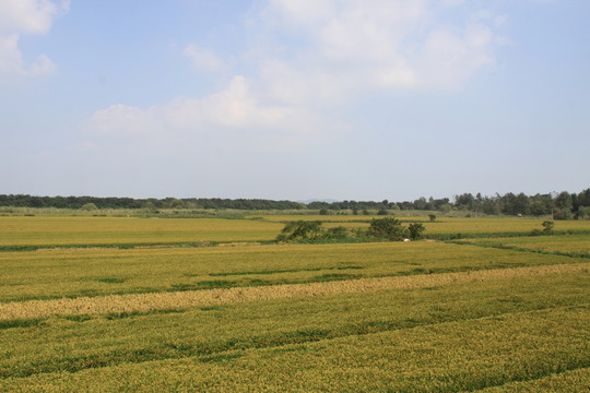田野