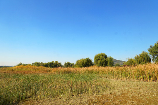 蘆葦蕩 濕地公園