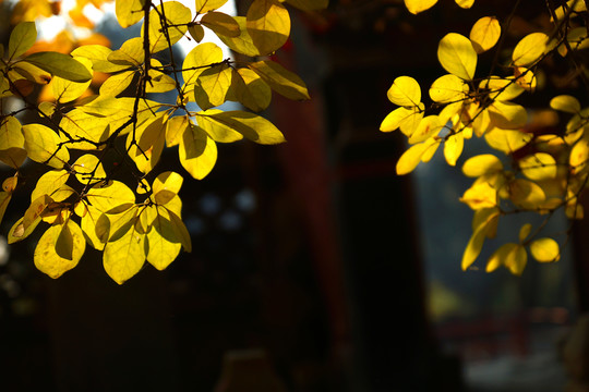 黃葉 樹葉