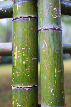 竹節(jié)特寫