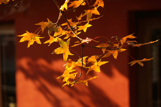 紅葉 楓葉 紅楓 五角楓