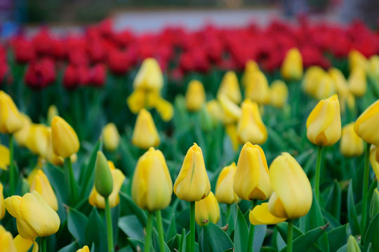郁金香花