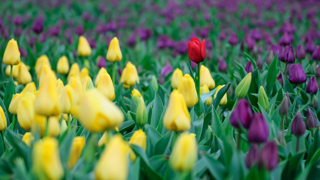 郁金香花園