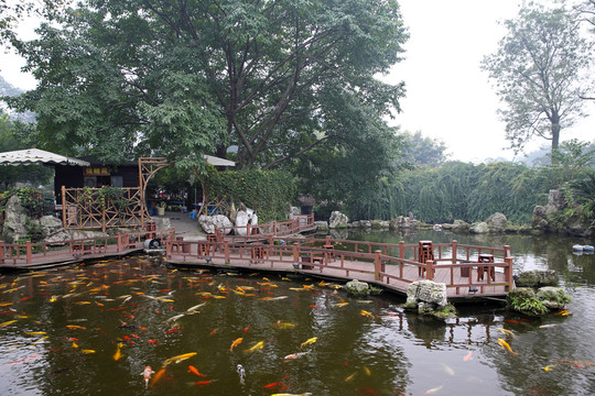 魚池 魚塘 池塘