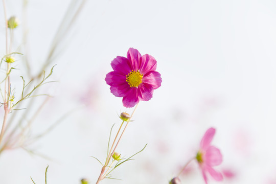 格桑花 高調(diào)