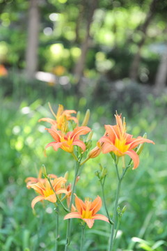 黃花