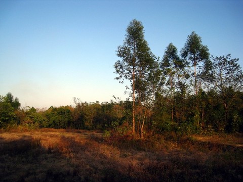 樹林