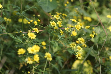 野菊花