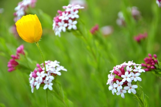 球花