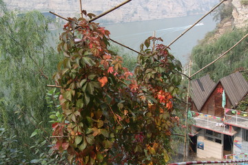 常春藤