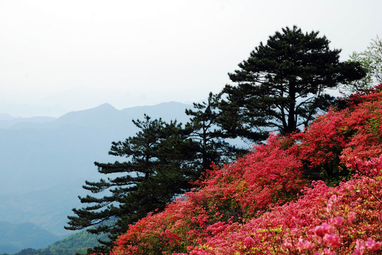 麻城杜鵑紅滿(mǎn)山