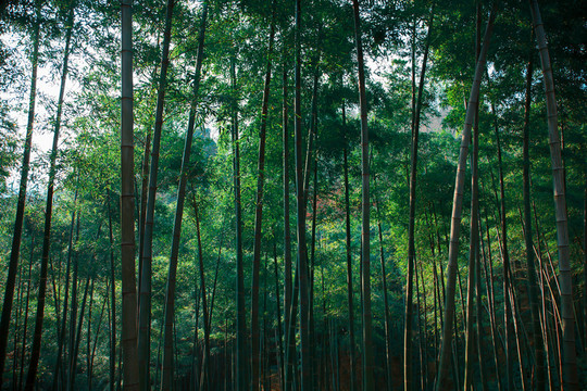 莫干山竹林