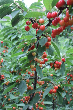 櫻桃樹(shù)
