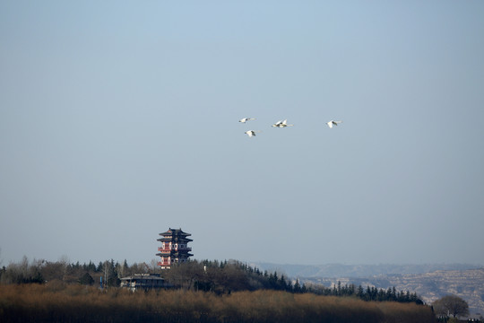 天鵝湖風(fēng)光