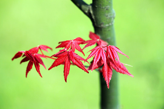 霜葉紅于二月花