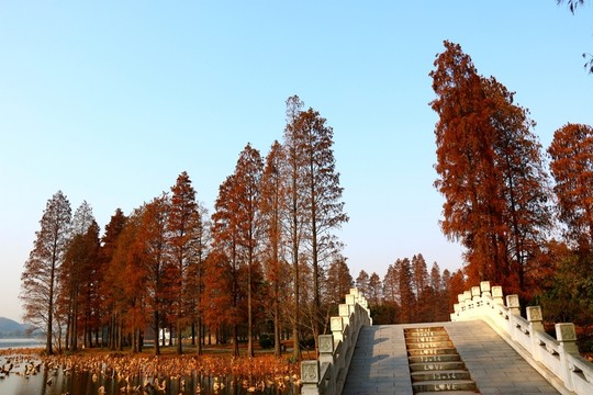 梅園秋色
