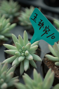 多肉植物 玉珠簾