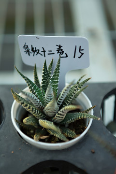 多肉植物 條紋十二卷