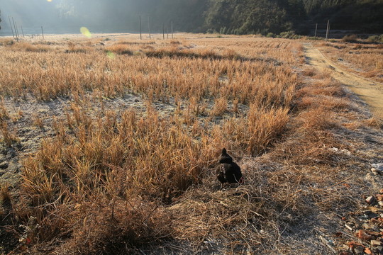 田園雞生活圖片