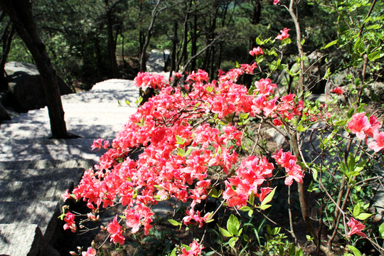 紅杜鵑