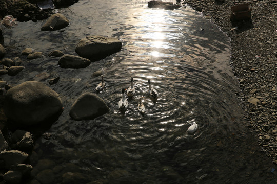 鴨子戲水