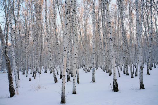 白樺林雪景