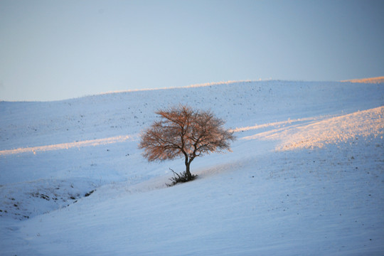 雪原一棵樹