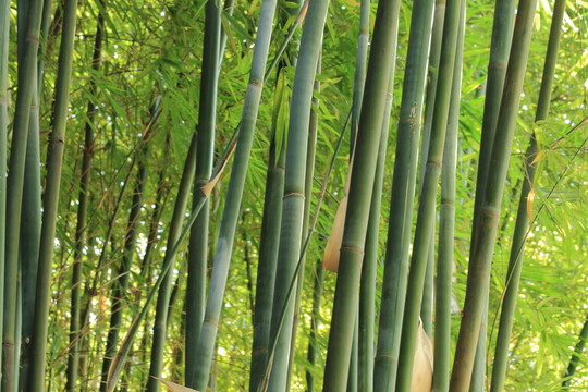 竹子