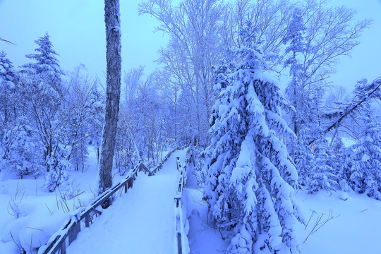 冰雪旅游