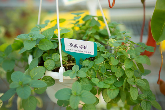 香檳薄荷 香草植物