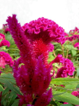 雞冠花